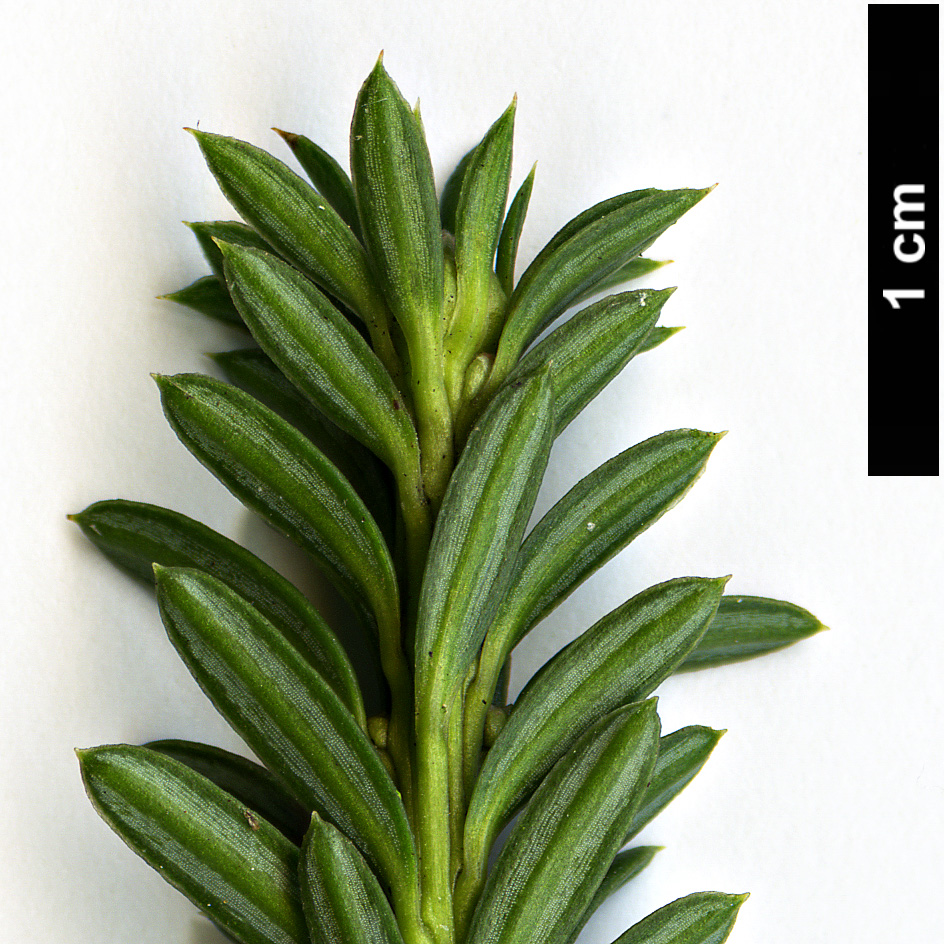 High resolution image: Family: Podocarpaceae - Genus: Podocarpus - Taxon: lawrencei